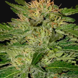 Auto White Widow 【Mr. Hide】