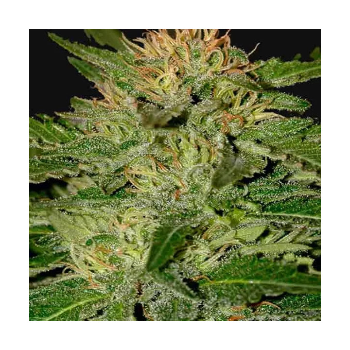 Auto White Widow Mr. Hide