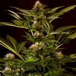 Auto Winweed CBD 【Mr. Hide】