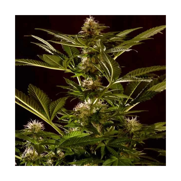 Auto Winweed CBD Mr. Hide