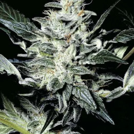 Sensi Star Feminizada 【Paradise Seeds】