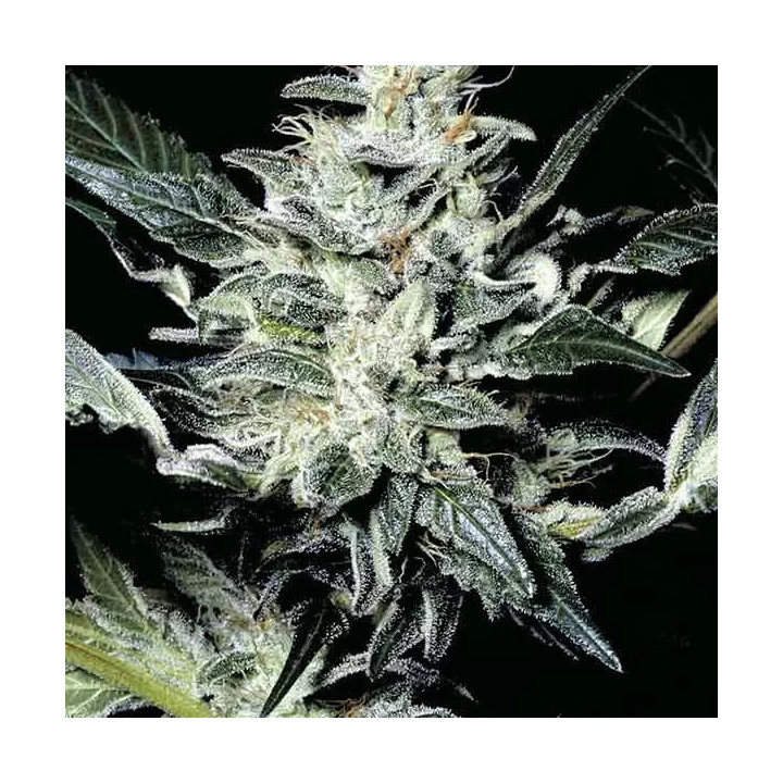 Sensi Star Feminizada Paradise Seeds