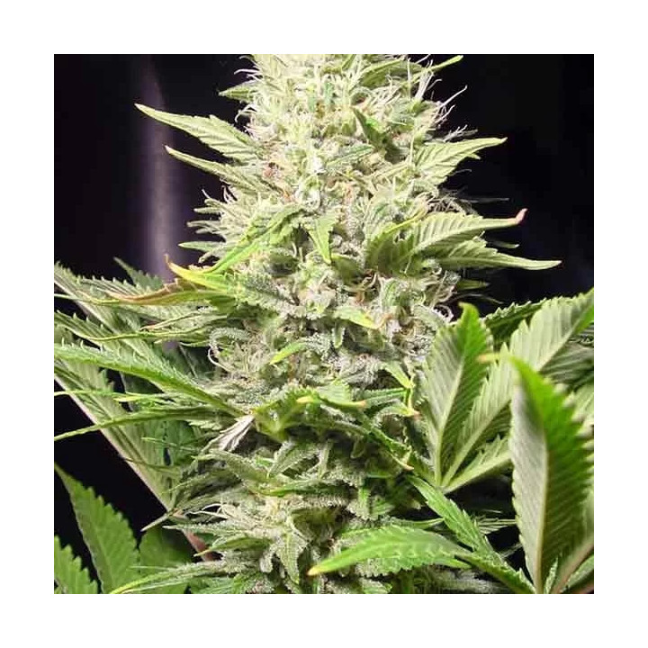 Wappa Feminizada Paradise Seeds