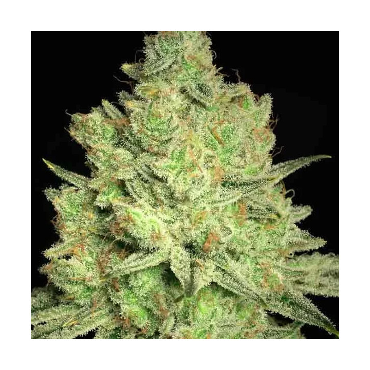 Jacky White Feminizada Paradise Seeds