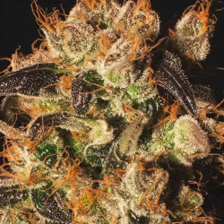 White Berry