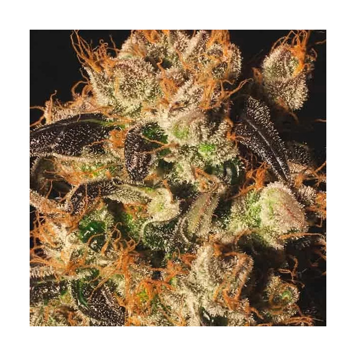 White Berry Feminizada Paradise Seeds