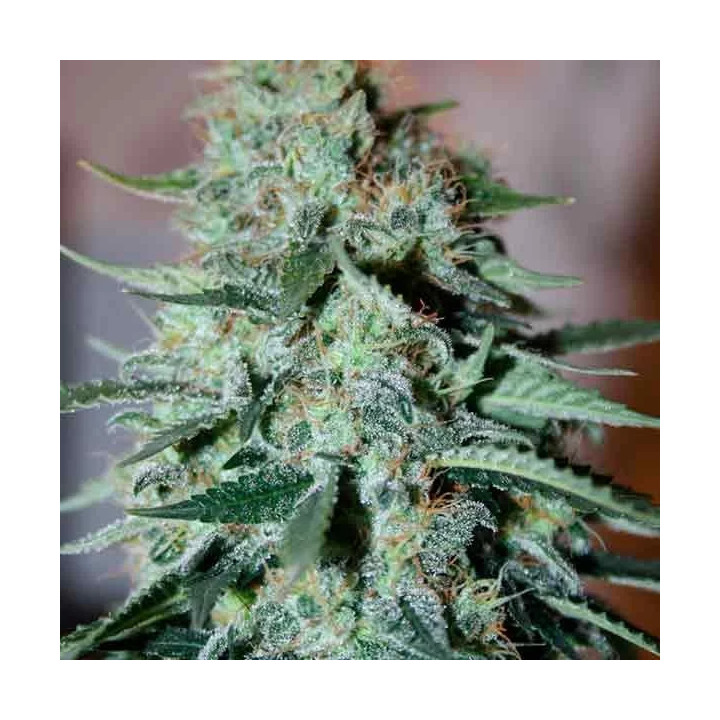 Original White Widow Feminizada Paradise Seeds