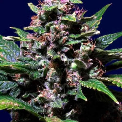 Sweet Purple