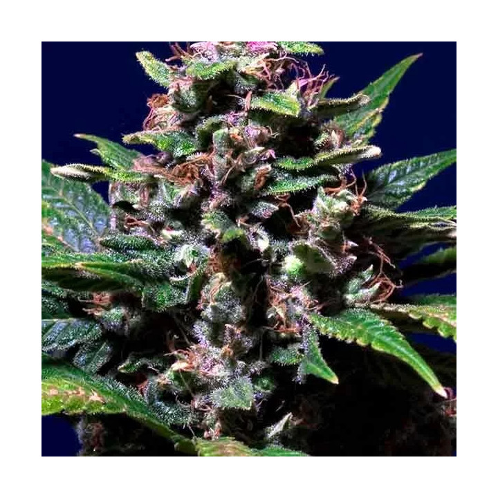 Sweet Purple Feminizada Paradise Seeds