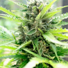 Pandora Auto 【Paradise Seeds】
