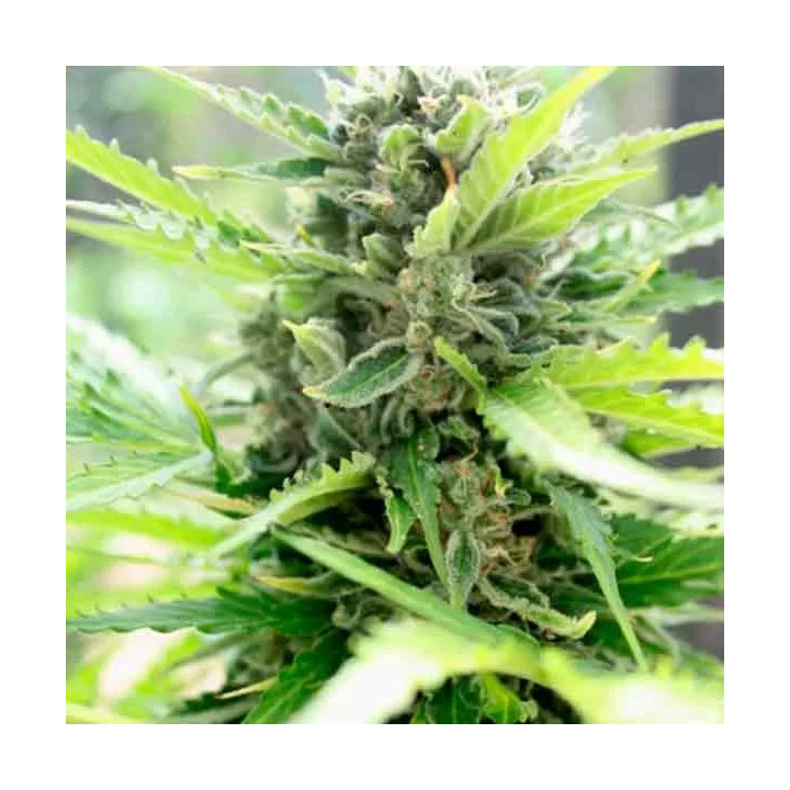 Pandora Auto Paradise Seeds