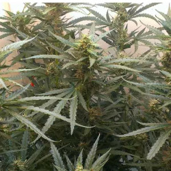 Auto Jack