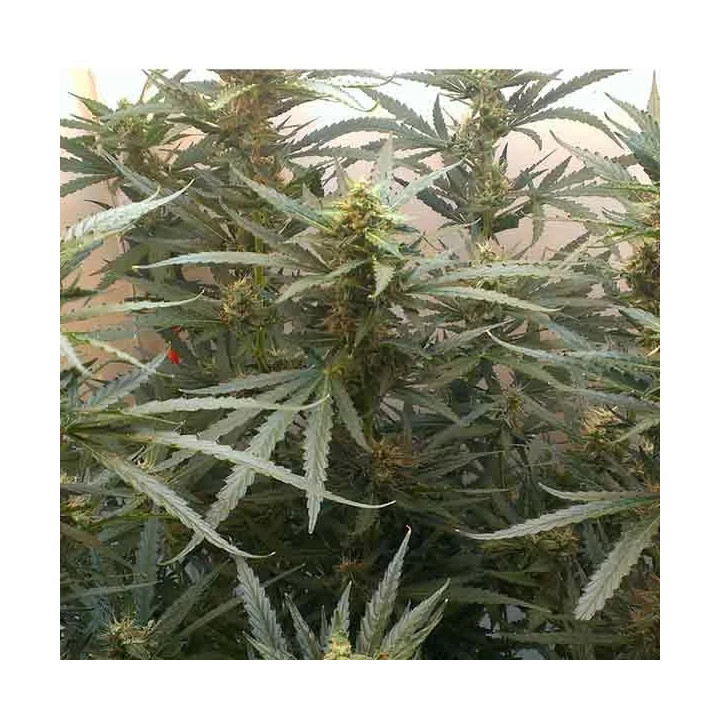 Auto Jack Paradise Seeds