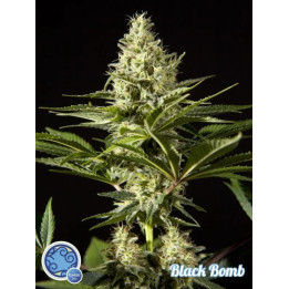 Black Bomb Feminizada 【Philosopher Seeds】