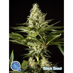 BLACK BOMB