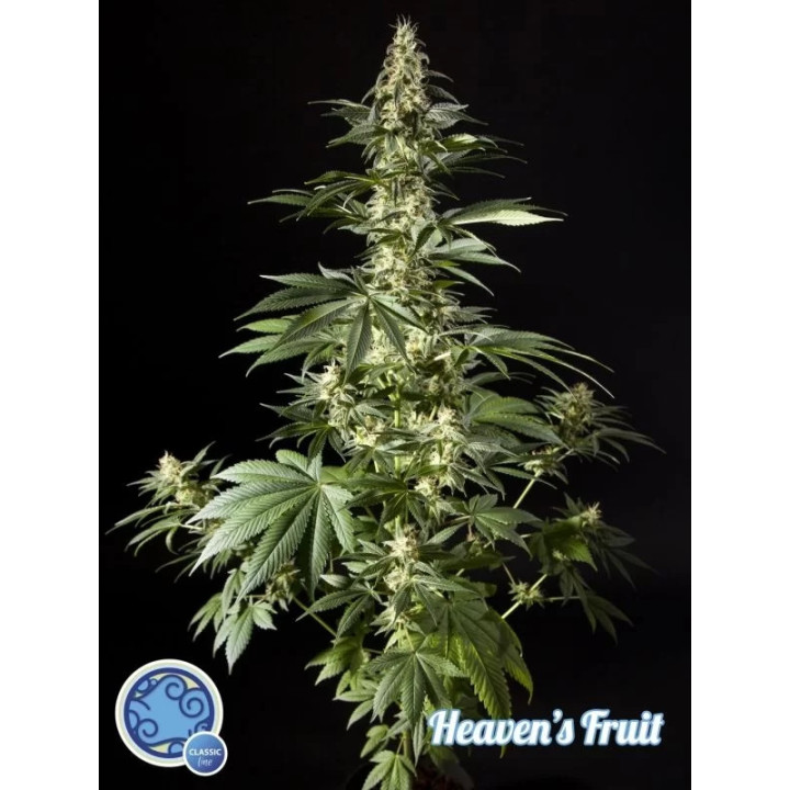 Heaven's Fruit Feminizada Philosopher Seeds