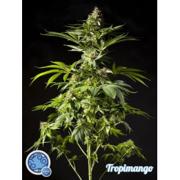 Tropimango Feminizada 【Philosopher Seeds】