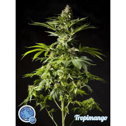 TROPIMANGO