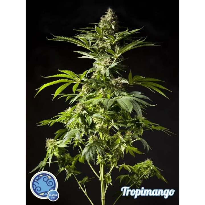 Tropimango Feminizada Philosopher Seeds