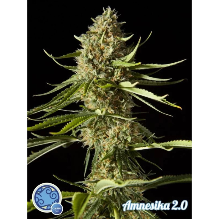 Amnesika 2.0 Feminizada Philosopher Seeds