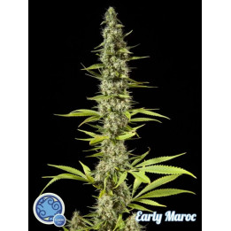 Early Maroc Feminizada 【Philosopher Seeds】