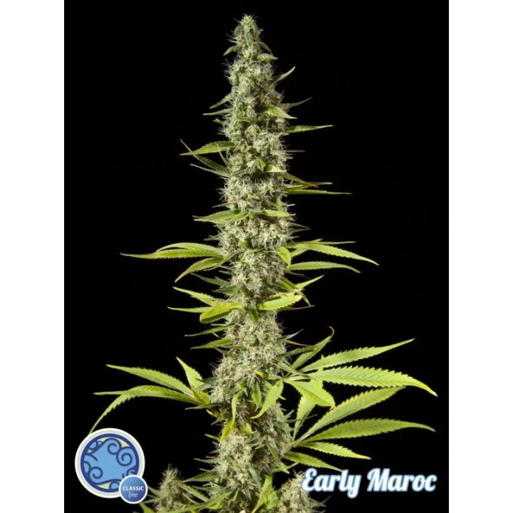 Early Maroc Feminizada Philosopher Seeds