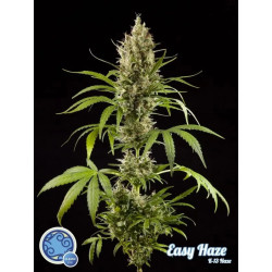 Easy Haze