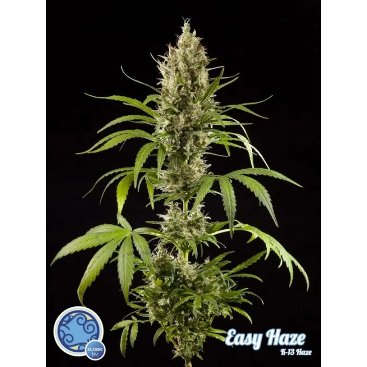 Easy Haze Feminizada Philosopher Seeds