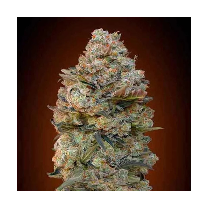 Chocolate Skunk Feminizada00 Seeds Bank