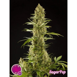 Sugar Pop