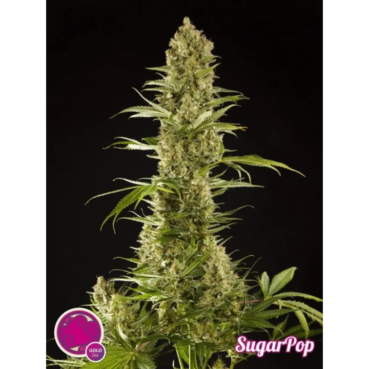 Sugar Pop Feminizada 【Philosopher Seeds】