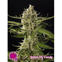 Lemon OG Candy Feminizada 【Philosopher Seeds】