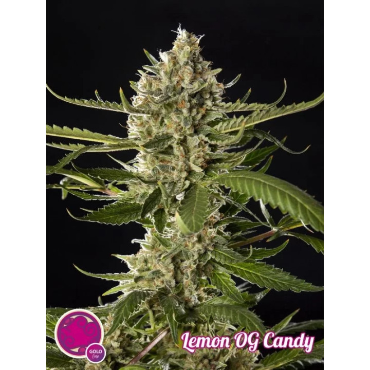 Lemon OG Candy Feminizada Philosopher Seeds