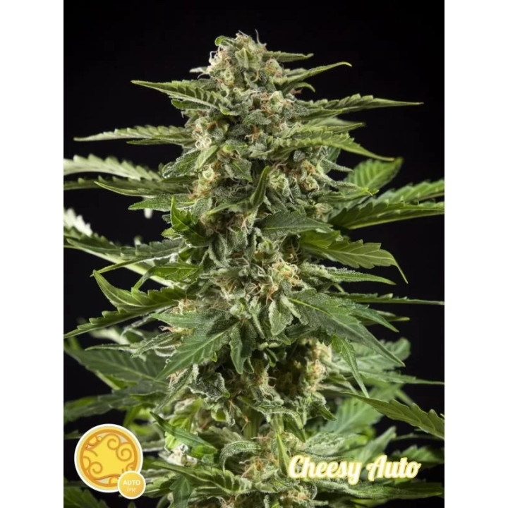 Cheesy Auto Philosopher Seeds