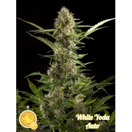 White Yoda Auto 【Philosopher Seeds】