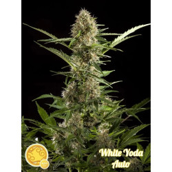 White Yoda Auto