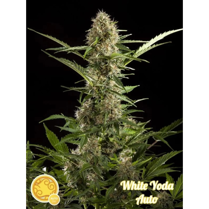 White Yoda Auto Philosopher Seeds