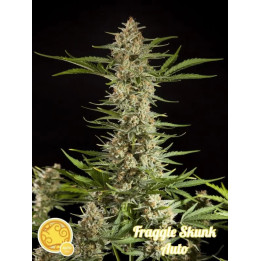 Fraggke Skunk Auto 【Philosopher Seeds】