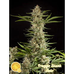 Fraggle Skunk Auto