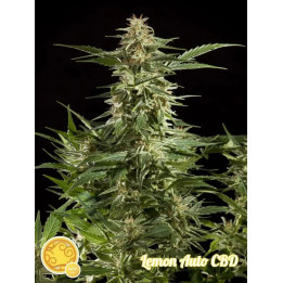 Lemon Auto CBD 【Philosopher Seeds】