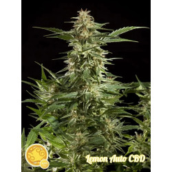 LEMON AUTO CBD
