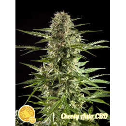Cheesy Auto CBD 【Philosopher Seeds】