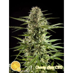 Cheesy Auto CBD