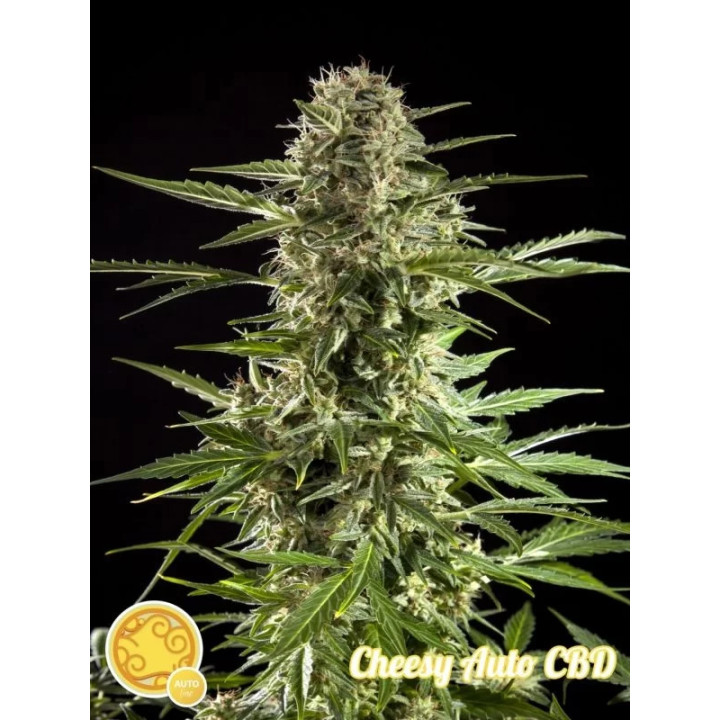 Cheesy Auto CBD Philosopher Seeds