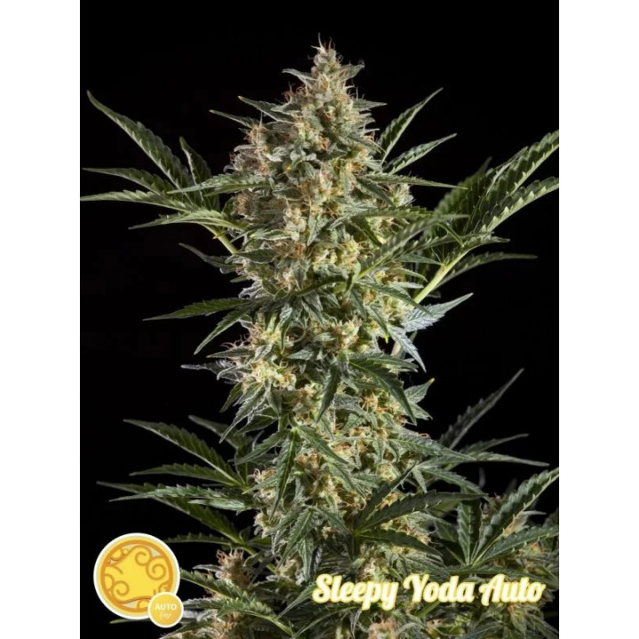 Sleepy Yoda Auto Philosopher Seeds
