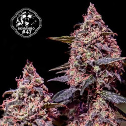 SOMANGO 47