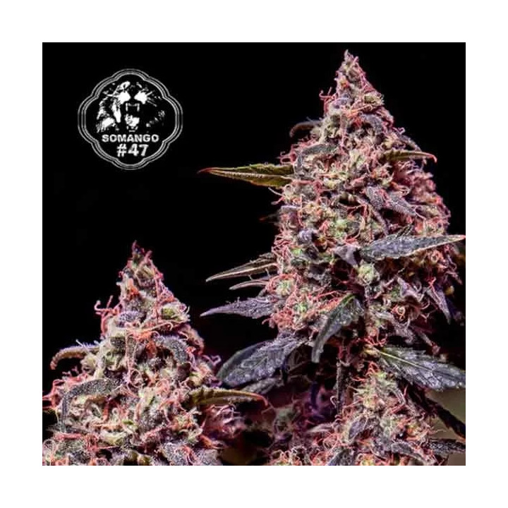  Somango #47 Feminizada 【Positronics Seeds】