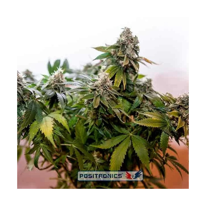 Wernard Express Positronics Seeds