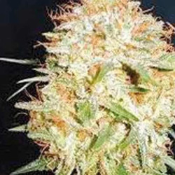 CRITICAL WIDOW
