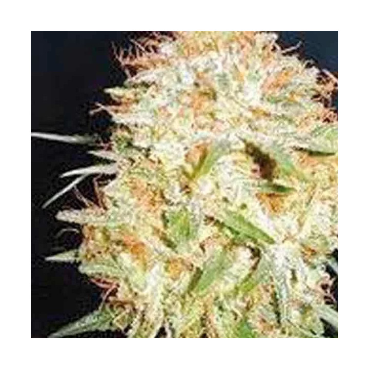 Critical Widow FeminizadaProfessional Seeds